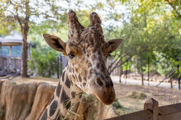 dallas zoo