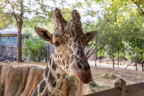 dallas zoo